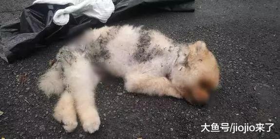 栓树根养的博美犬被咬到重伤不治，背后的故事更让网友愤怒