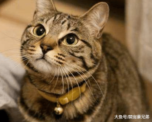 猫咪一直保持着一个动作，总感觉这动作特熟悉，细看后笑喷了