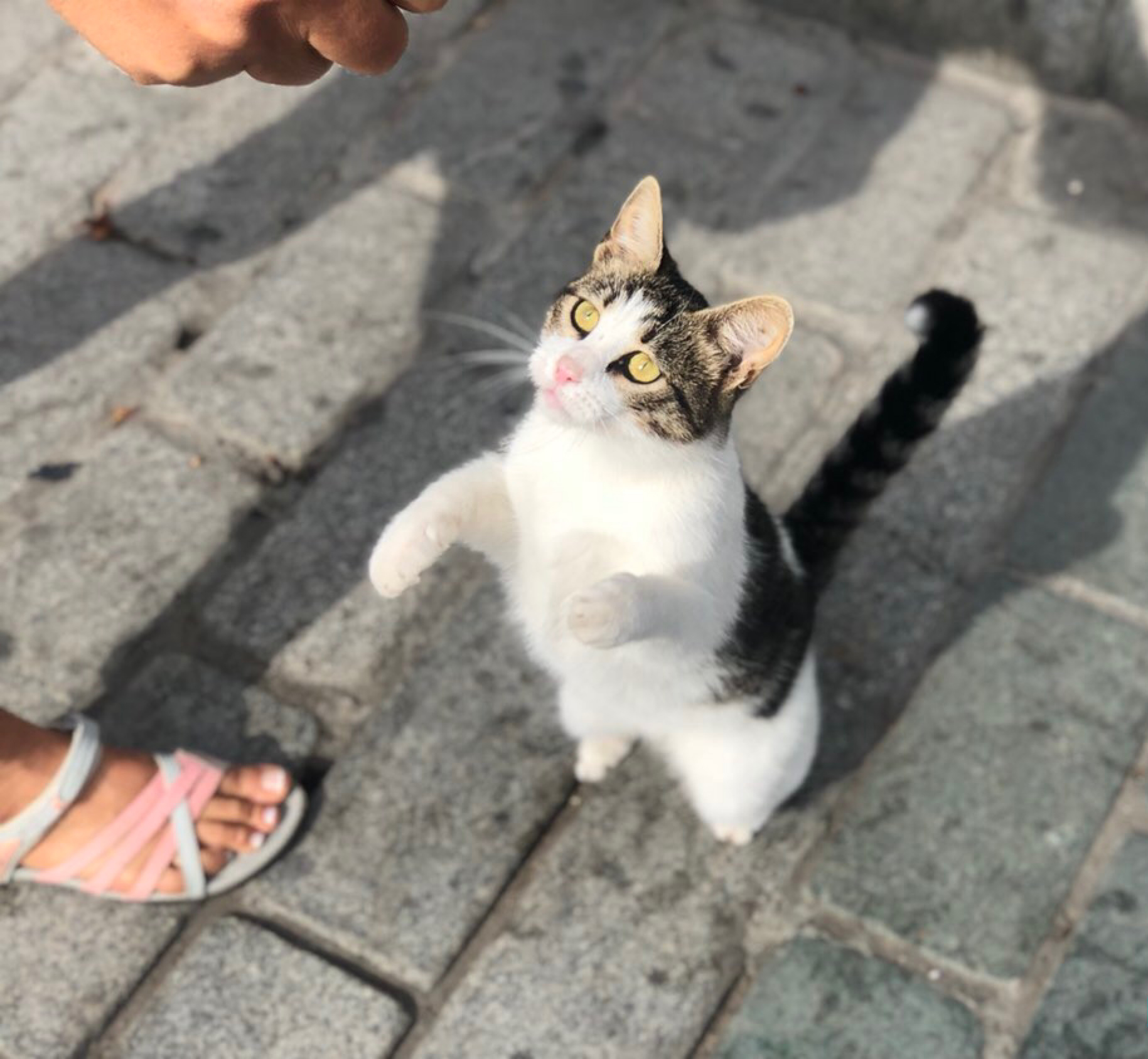 网友随手拍流浪猫，居然拍到一只超凶的讨吃小辣椒！它的动作笑喷