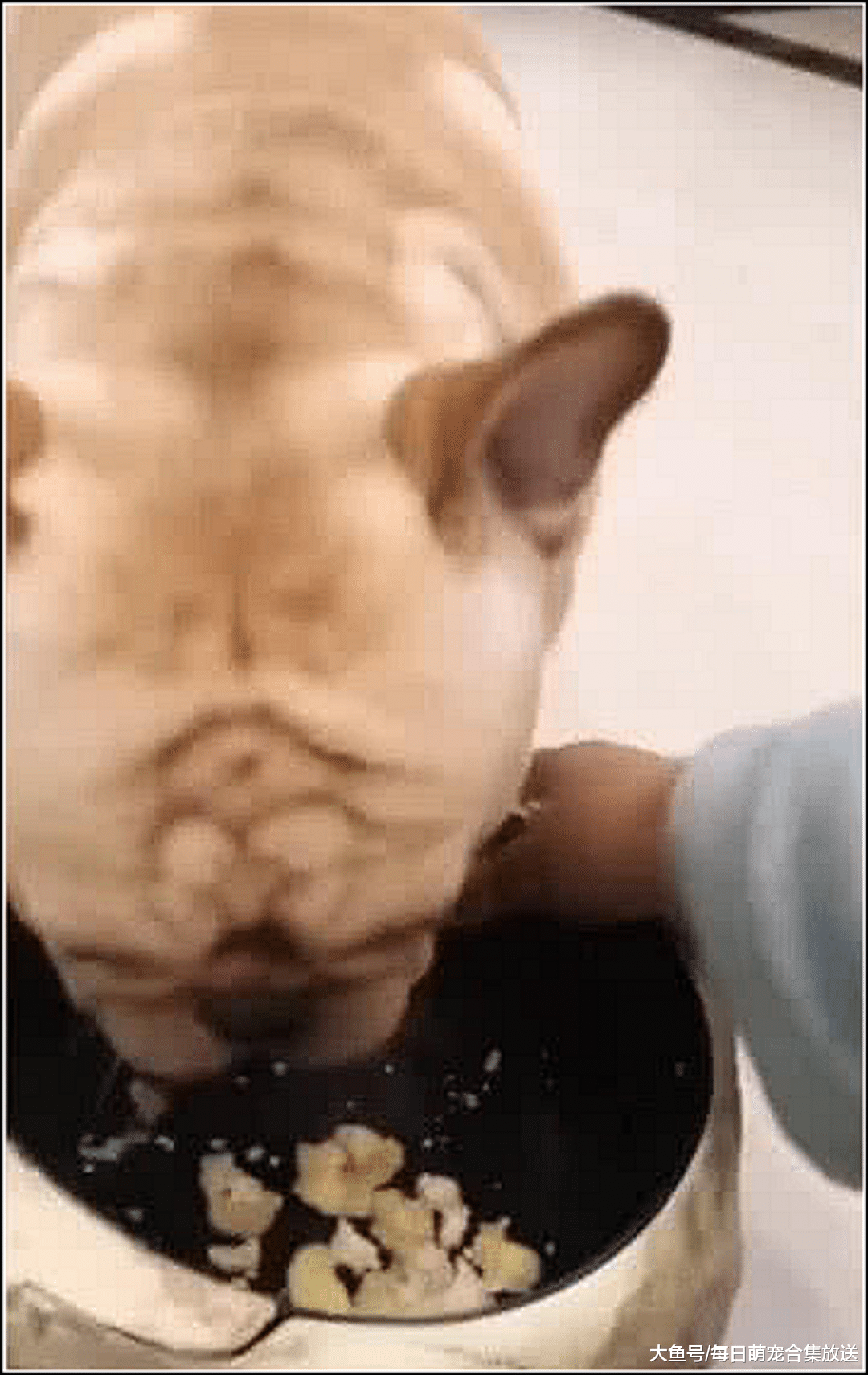 狗狗正在吃东西，突然感觉头被抓了一下，抬头一看差点吓出狗命