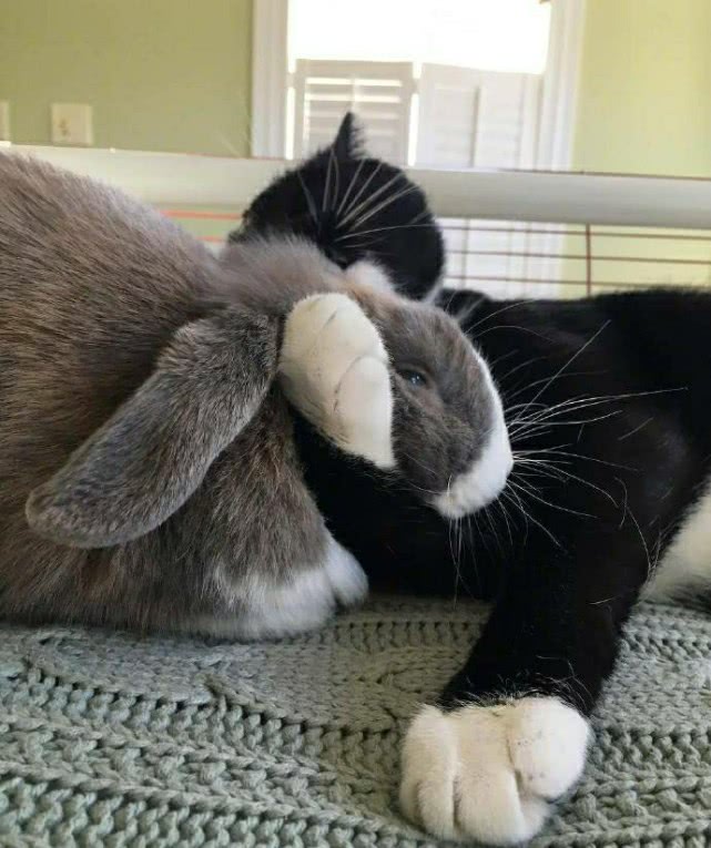 兔子被猫咪一把抱住，吓得当场呆住，可爱模样笑喷主人