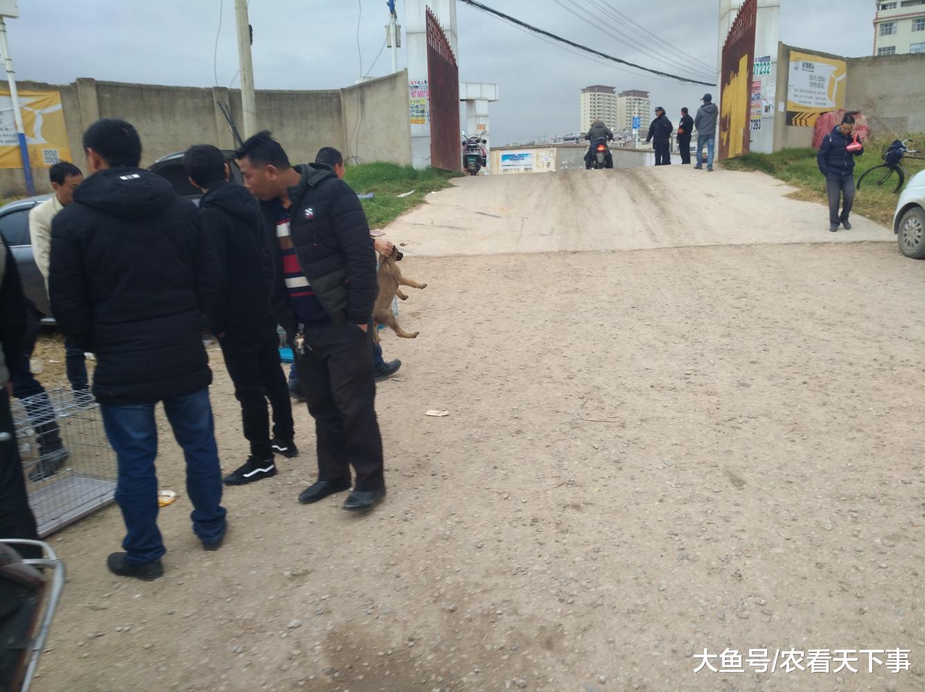 马犬幼犬很受欢迎, 买主一次性帮朋友批发多只!