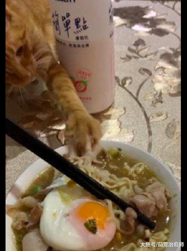 网友下好面条要拍照发朋友圈，猫咪趁机过来偷吃，这面还能吃吗？