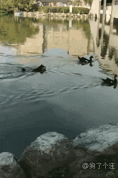 网友带狗狗去公园玩，结果跟别人跑了