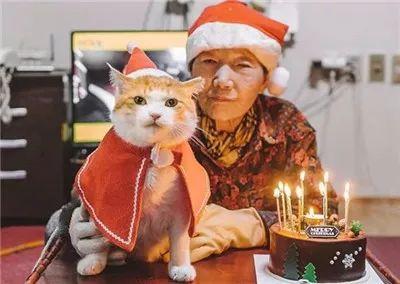 被奶奶带大的橘猫, 就是和别人家的不一样哈