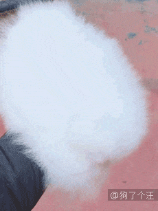 网友带狗狗去公园玩，结果跟别人跑了