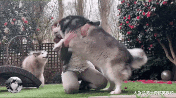 胖儿子110斤了，还当自己是小奶狗，每天堵着门口等主人抱