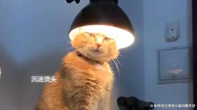 现在的猫好潮喔，都知道要烫头了，难不成这是于谦家的猫?