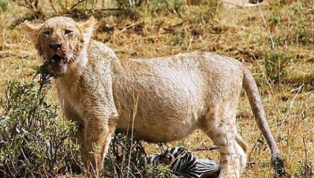 狮子进食完斑马后，站起来的瞬间人们傻了，一看就是个吃货