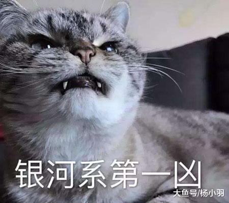 猫咪没得到食物感觉被耍，怒扇铲屎官不解气，临走时又狠狠瞪一眼