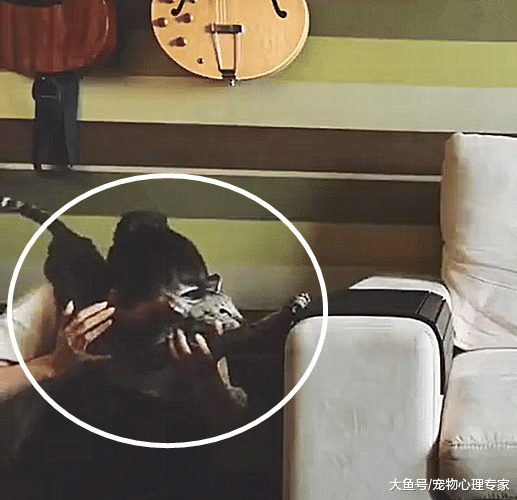 女子把猫主子扛在肩上，理由令人无语：活着不好吗？