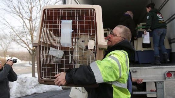 從韓國屠宰場救出的60只狗，飛到了美國找新家