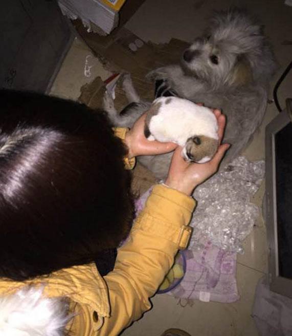 女子给流浪狗买了根火腿肠，吃了一半转身离开，跟踪后让人心酸！