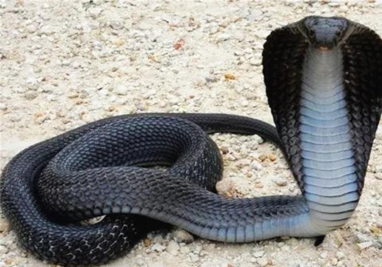 这是一种在当地特别常见的蛇，却经常袭击人类，造成多起死亡事件