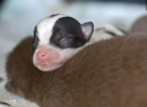 猫妈妈竟然接受一只没奶吃的小狗，兽医：母猫救了它一命！