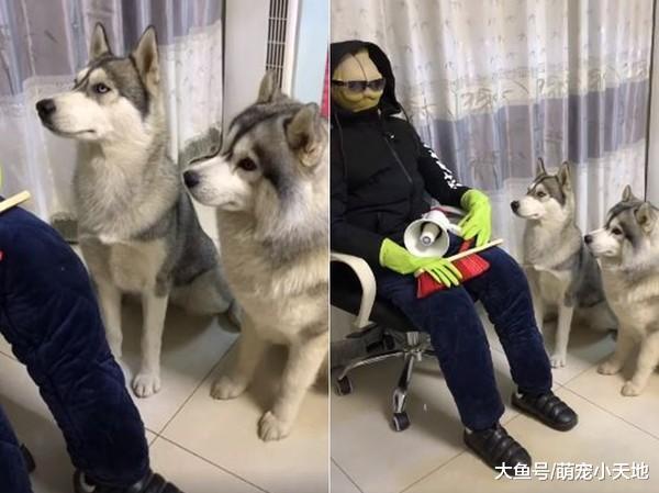 主人在家里放置假人警告二哈不许拆家, 它乖坐原地不敢动