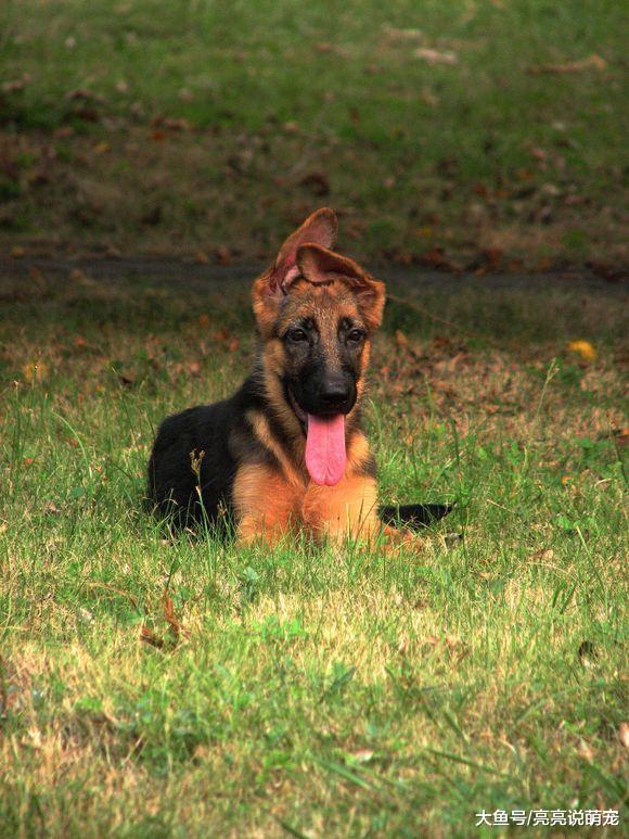 网友带德牧出来玩儿，玩了一会儿就累了，狗：歇会儿！