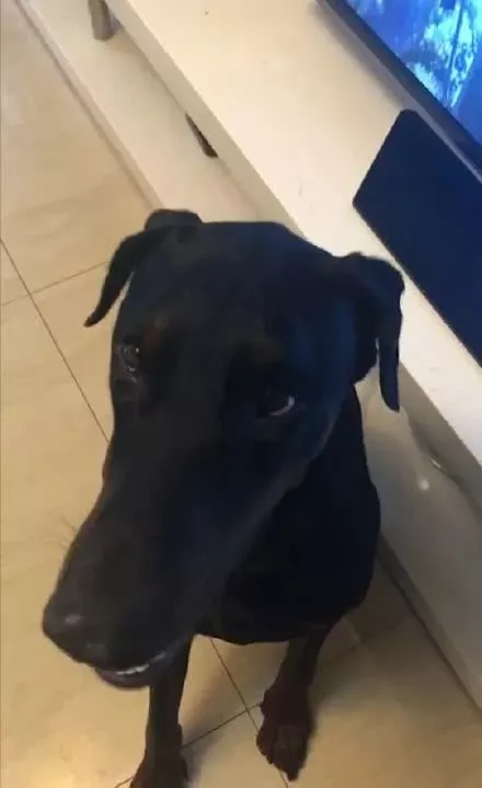 网上举办了一届“最丑狗狗大赛”，千万别看，看就是辣眼睛！