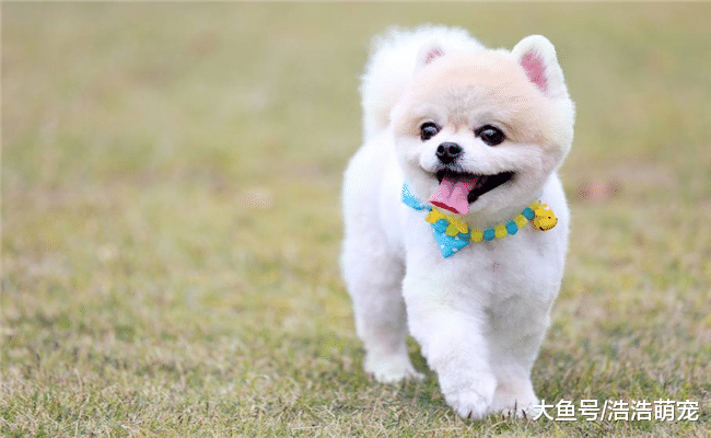 训练狗狗要从小开始, 多在这5件事上下功夫, 不然长大就不好训了