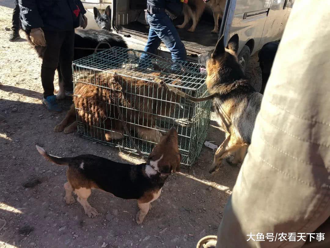 狗市: 肉狗商贩转卖肉狗价格翻数倍, 卖不出去也不亏!