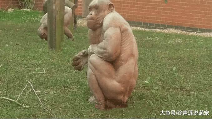 “无毛猩猩”引围观，饲养员剃的？女游客：给它穿条裙子吧