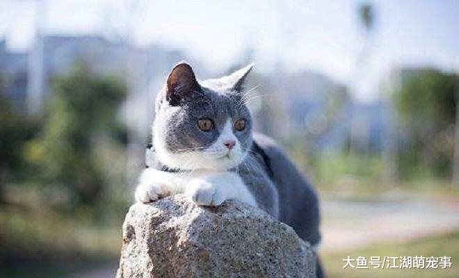 铲屎官公认5种最适合家养的猫，快看看自己家的有没有