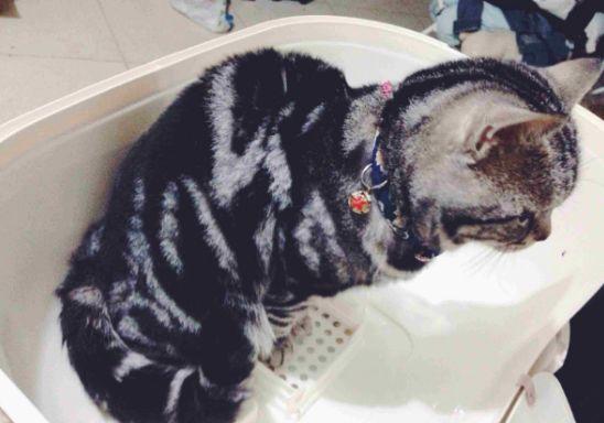 猫咪站着上厕所: 图1人类附身, 图3骨骼清奇, 网友: 都是神仙猫