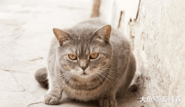 为什么猫咪的腿上会掉毛，又有哪些原因会导致猫咪腿上掉毛