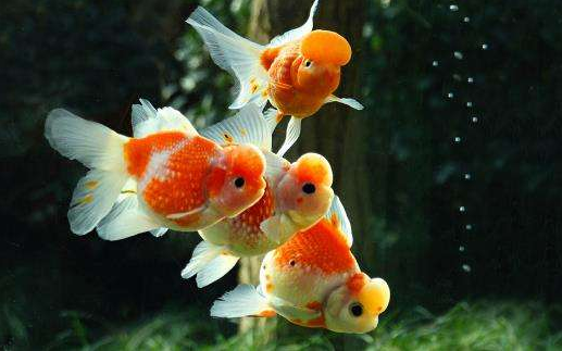 鱼缸里鱼状态不好，除了跟鱼缸水质有关之外，还跟这有较大关系