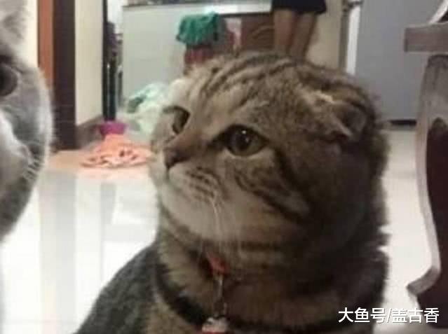 蓝猫没给“女友”留食物，被女友发现后，一脸绝望的样子惹人怜惜