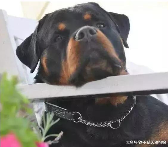 为了罗威纳犬的健康，请停止这些做法，会缩短它寿命的！