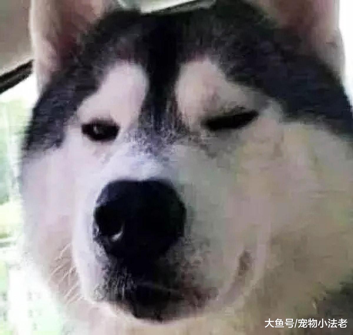 铲屎官着急上厕所，直接将哈士奇锁在车里，当他回来时，直接傻眼！