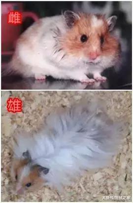 一文带你走进仓鼠世界: 仓鼠种类之叙利亚仓鼠(下)