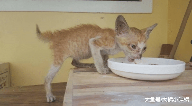 瘦弱小猫被小伙多看了几眼，它却跟着小伙走，想要幸福就得厚脸皮