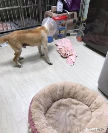 失明老柴过马路摇晃跌倒，暖女肉身挡车摆摊找主人