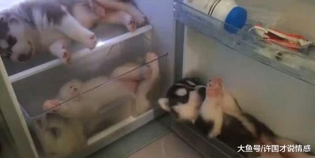 小孩忘关冰箱门，一群哈士奇偷溜进去，主人看后差点哭了出来