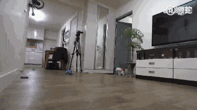 哭着送重病狗子去医院，但医生：没病，就是演技太好了！