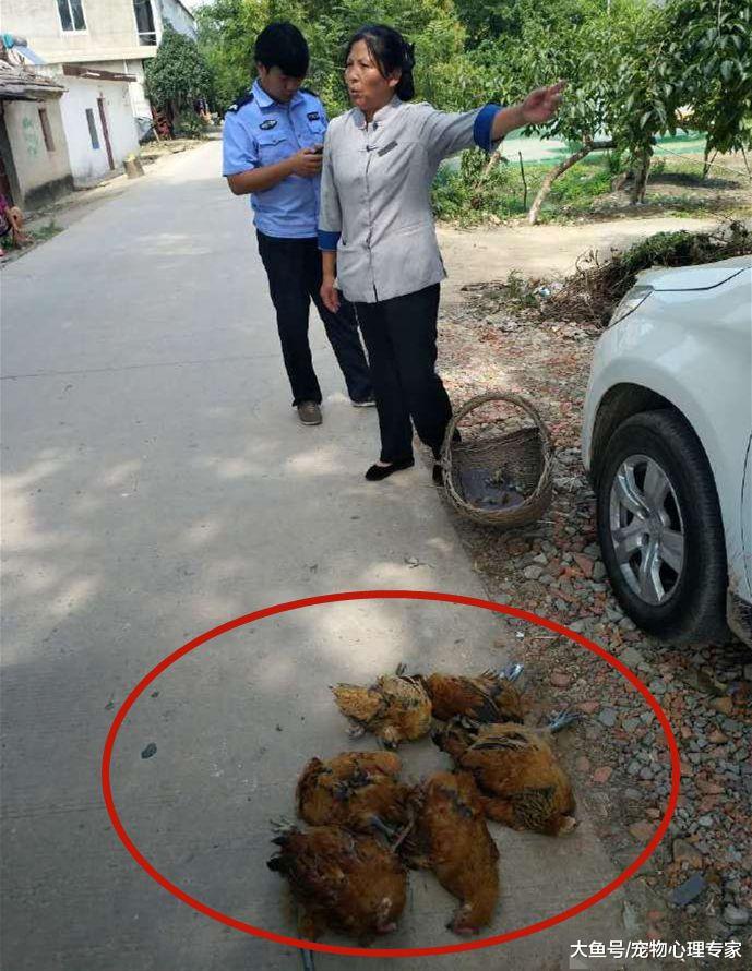 一窝鸡仔被咬死，女子报警后逮捕嫌疑犯，到警局一看直呼天理不容