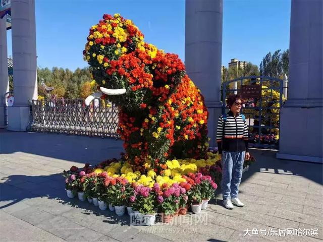 中国亭园补植更换大量盛开的菊花丨等你来逛拍逛拍过十一