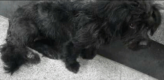 流浪贵宾犬3天不吃喝，做手术时发现，肠道里全是烂布槟榔和塑料