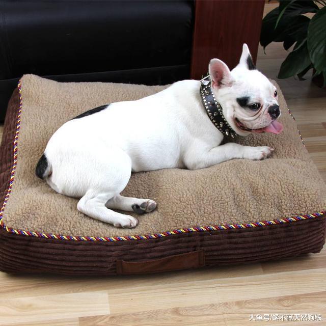 兽医建议你, 用这6个方法饲养狗狗, 减少生病的几率!