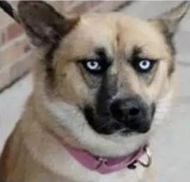 听说装饰是装修公司表情图，哈哈哈~~真的吗？