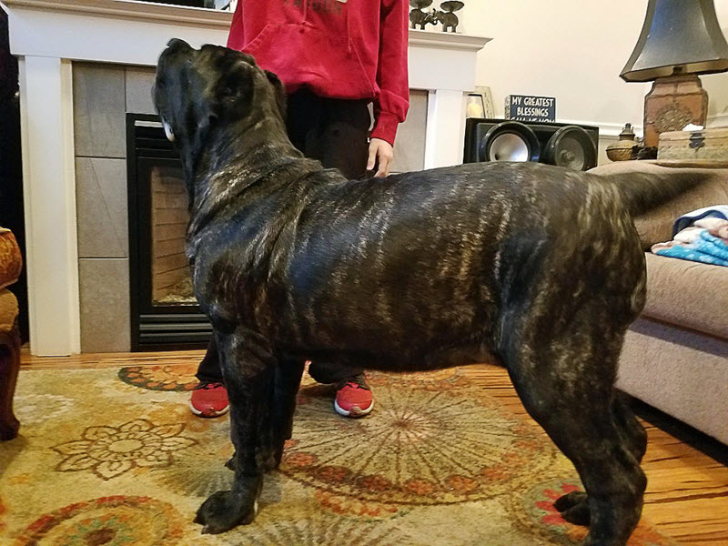 世界上最大的小狗已经1.8米高，仍然在生长