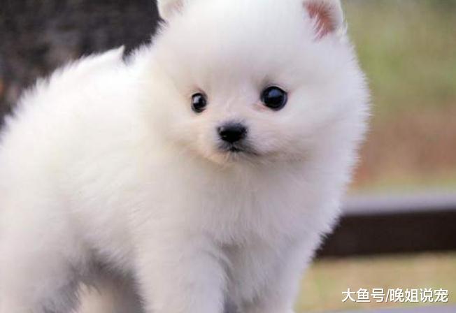 原来犬类中, 最会撒娇的狗狗是这些, 你家狗狗在内吗?