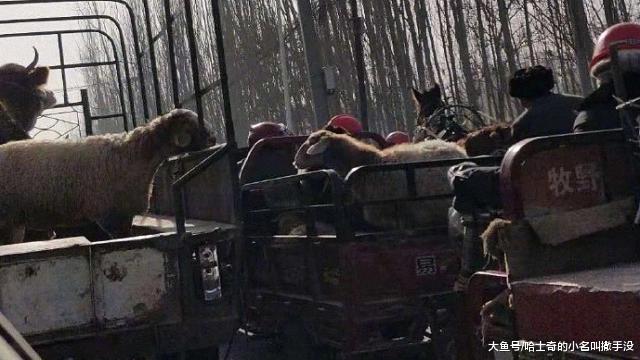 兩只羊在車上吻別，這一吻別，真的就是一輩子再也見不到了