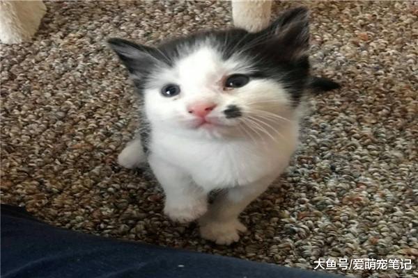 流浪猫妈生了4只宝宝，小奶猫却有“媒婆痣”，宠主也笑翻了