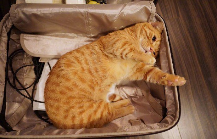 猫：好尴尬，撒个娇还把自己坑了