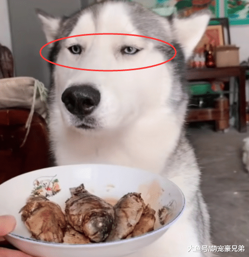 宠主把刚煎好的鱼端给哈士奇，结果却一脸嫌弃，狗：你以为我傻！