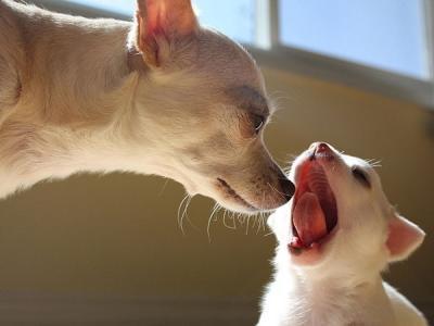 关于养狗, 狗狗想让你知道的这几件事, 你家狗有没有偷偷告诉你?