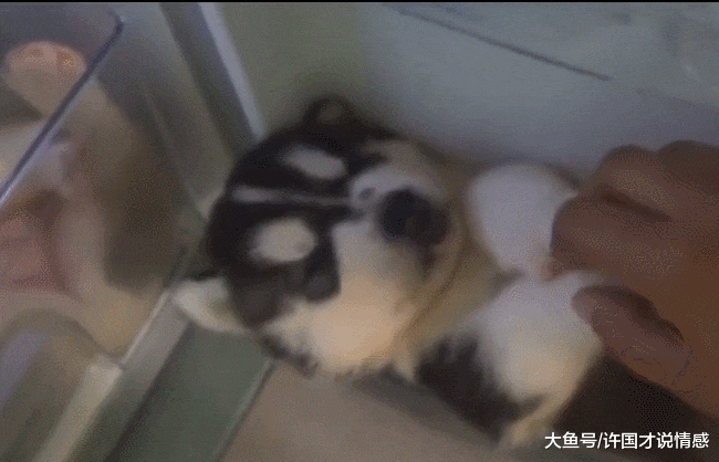 小孩忘关冰箱门，一群哈士奇偷溜进去，主人看后差点哭了出来